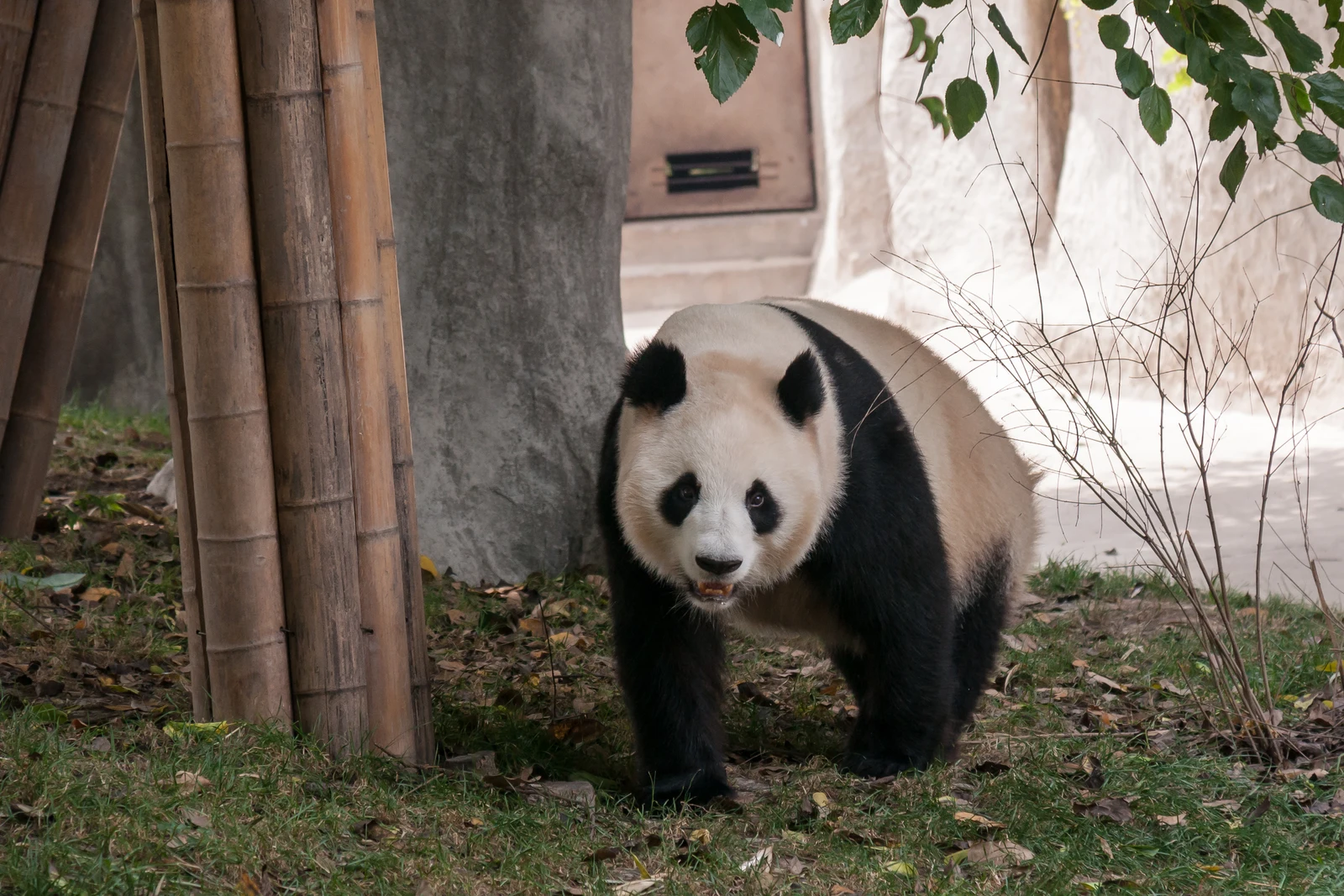 A giant panda walking toward the camera at Chengdu’s panda research center