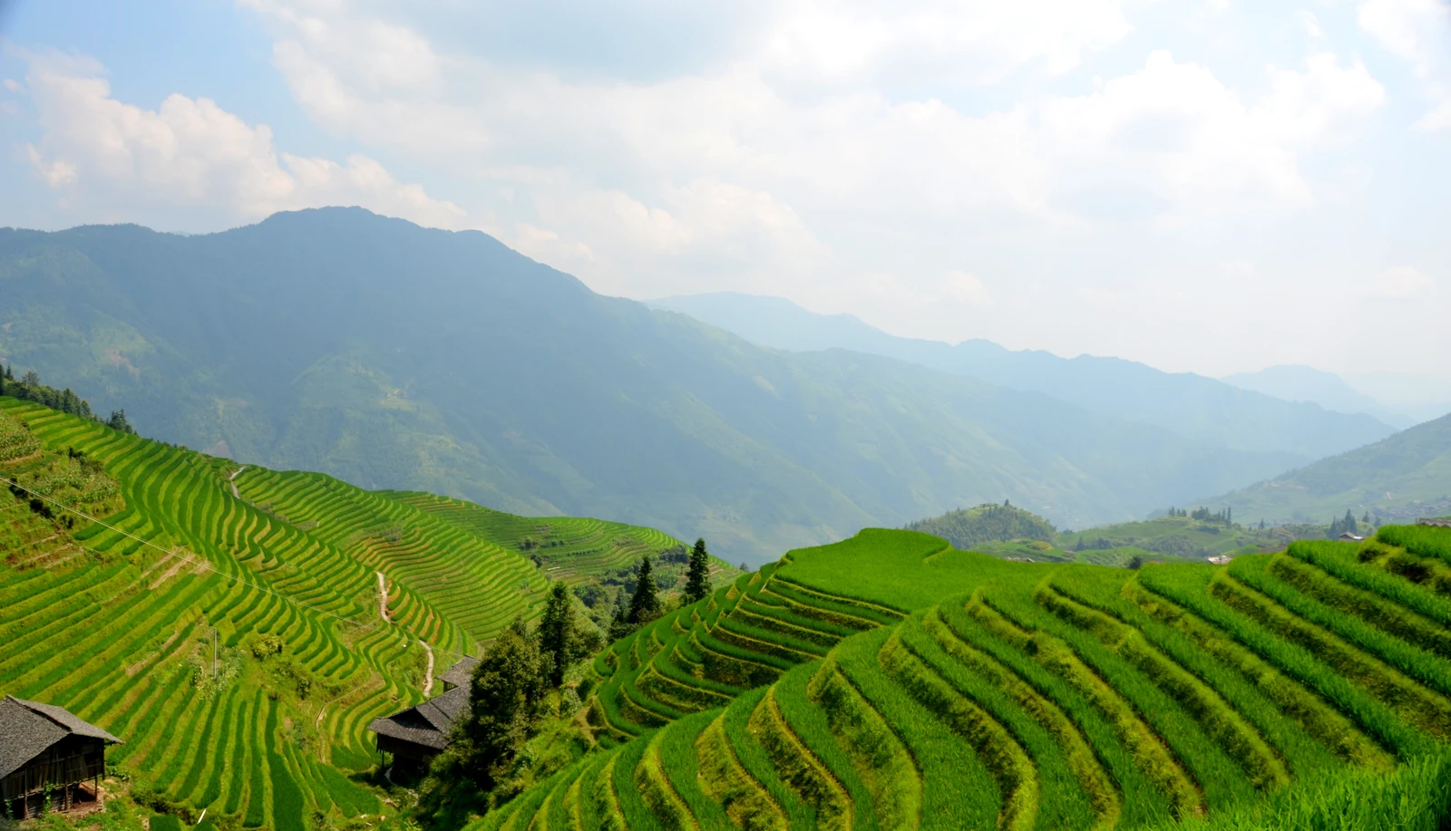 Vivid green rice terraces sweeping across hills at Longji